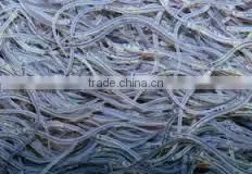 Live Glass Eel thumbnail-1