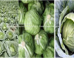 Cabbage thumbnail-1