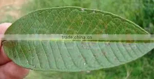 Psidium Leaf thumbnail-2