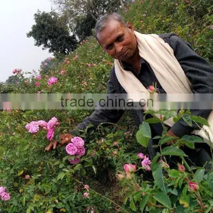 Rose Oil, 100% Pure Rose Otto thumbnail-2