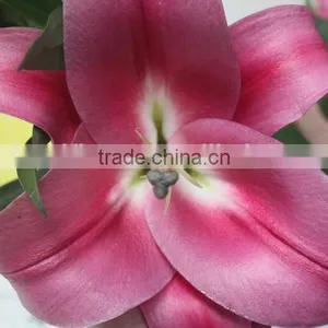 Reasonable Price Crazy Selling Fresh Flower Lilies From Thailand thumbnail-4