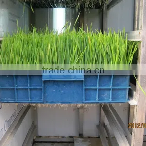 Best Selling Fodder Sprouting System to Feed Livestock thumbnail-1