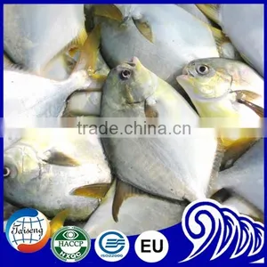 Frozen White Pomfret Fish thumbnail-6