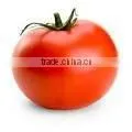 Fresh Red Tomato Fron India thumbnail-1