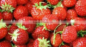 STRAWBERRY thumbnail-3