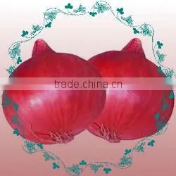Onion thumbnail-1