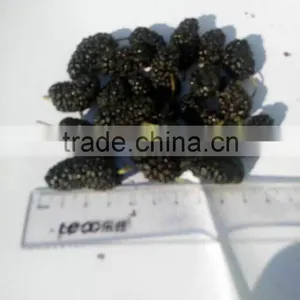 New Crop Frozen Mulberry for Sale thumbnail-3