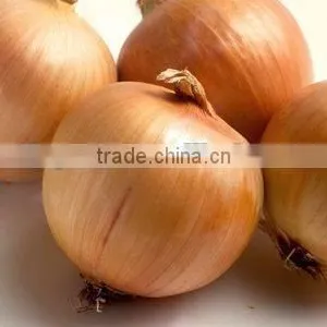 Fresh Yellow Onion thumbnail-1