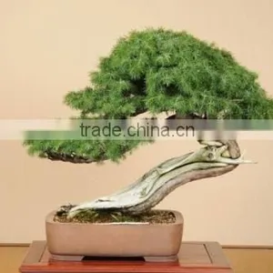 Japanese Bonsai Tree for Garden Ornament thumbnail-1