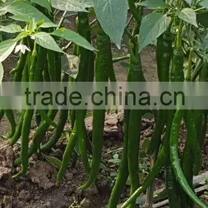 Hybrid F1 Hot Chili Pepper Seeds For Growing-Spicy Show 103 thumbnail-1