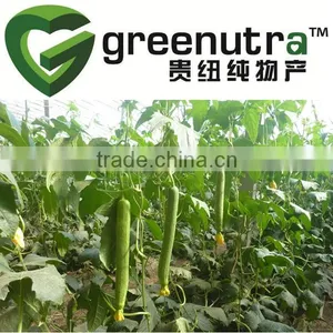 Luffa Cylindrica Fruit Extract thumbnail-1