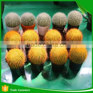 Wholesale Natural Artificial Plastic Cactus Plant thumbnail-1