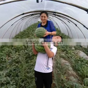 UV Protect Anti Fog Transparent Co Extruded PE Cover Film PE Mulch Film for Watermelon Greenhouse thumbnail-3