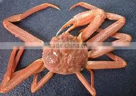 Live Snow Crab thumbnail-1