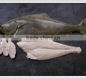 Halibut thumbnail-1