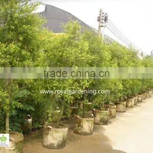 Melaleuca Bracteata Ornamental Plants thumbnail-2