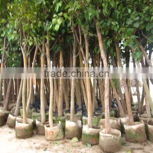 Ficus Religiosa India Tree thumbnail-1