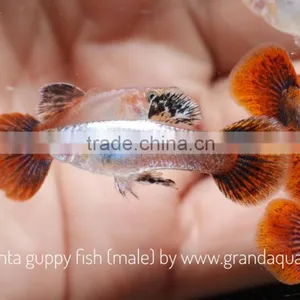 Magenta Guppy for Freshwater Aquarium Fish Export Company From Thailand thumbnail-1