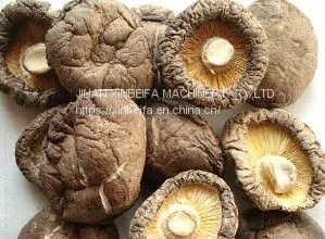 Mushrooms Drying Machine thumbnail-4