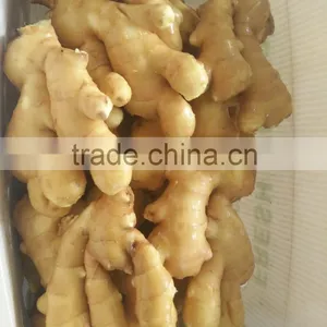 Fresh Ginger thumbnail-6