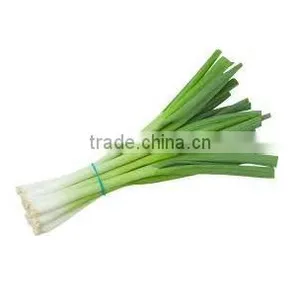 Spring Onion thumbnail-6