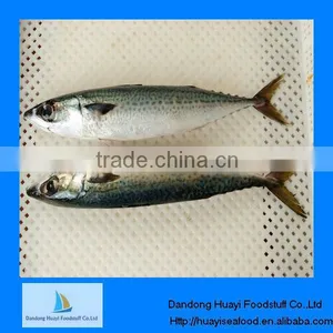Frozen Fish Ice Mackerel thumbnail-1