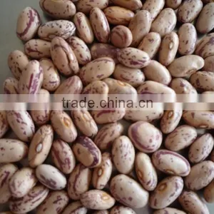 2015 New Crop Canned Vegetables/Pinto Beans/Speckled Kidney Beans thumbnail-3