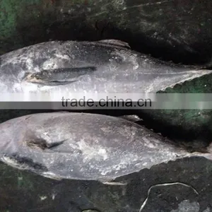 2016 Newly Coming Fish 750g+ Frozen Whole Round Tuna thumbnail-2