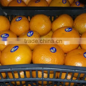 Fresh Valencia Orange thumbnail-1