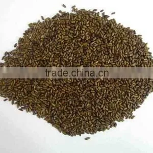 SHIVLINGI SEED/ SHIVLINGI BEEJ thumbnail-3
