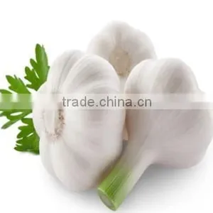 Cheap Wholesale Natural White Fresh Garlic With Mesh Bag thumbnail-3