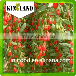 Dried Goji Berry Goji All Sizes 250 280 350 450 550grains 2015 New Crop thumbnail-4