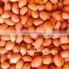 Peanut Java Type thumbnail-1