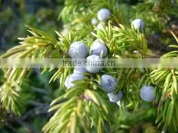JUNIPERUS FLORAL WATER thumbnail-4