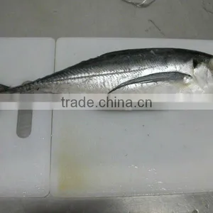 Sea Frozen Whole Round Horse Mackerel thumbnail-1