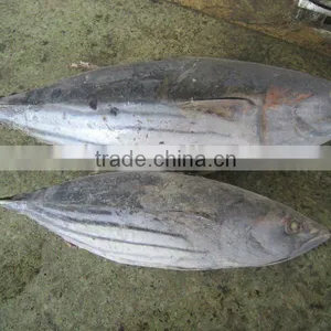Frozen Skipjack Tuna Whole Round thumbnail-1