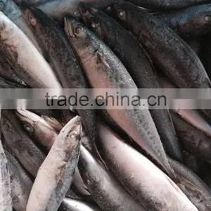 Frozen Pacific Mackerel thumbnail-1