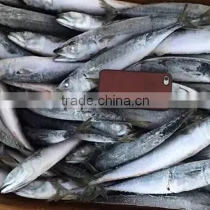 Seafood WR Frozen Mackerel Fish thumbnail-2