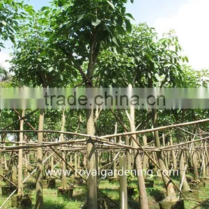 Tabebuia Rosea Landscaping Tree Pinky Flower Tree thumbnail-1
