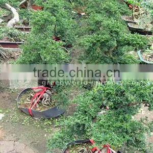 Ulmus Pumila Packing and Loading thumbnail-1