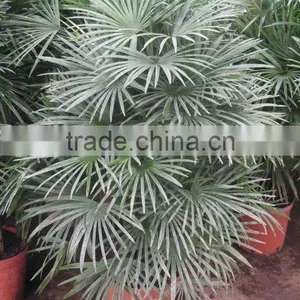Raphis Multifida Burr Indoor Palm Trees thumbnail-1