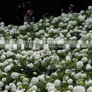 Quality Anthurium Flowers Hobby Lobby Wholesale Flowers Fresh Cut Flower Buyer Factory Prize Supply thumbnail-6