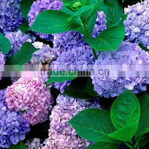 Hot Sale Fresh Cut Flower Hydrangea for Wedding Decoration thumbnail-5