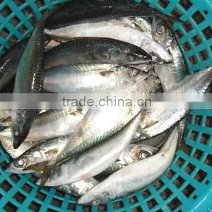 High Quality WR Frozen Pacific Mackerel Fish 300-500g thumbnail-1