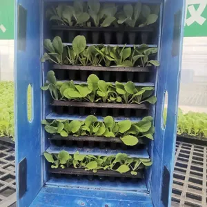 Customizable PP Corrugated Seedling Storage Boxes – Durable Nursery Solutions thumbnail-3