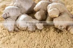 Pure Ginger Powder Bulk Producers thumbnail-1
