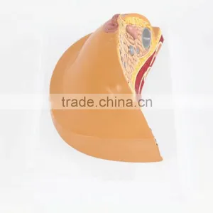 Medical Breast Disease Model Breast Anatomical Model Medical Training Model Breast Feeding Model thumbnail-2