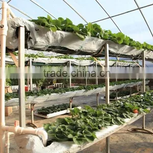 Venlo Garden Greenhouse for Mushroom thumbnail-2