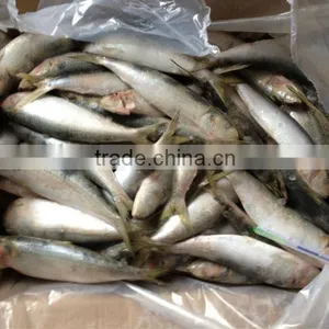 Frozen Fish Whole Round 20-30pcs/kg for Canned Sardine thumbnail-1