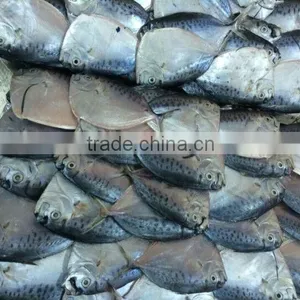 MOON FISH thumbnail-2